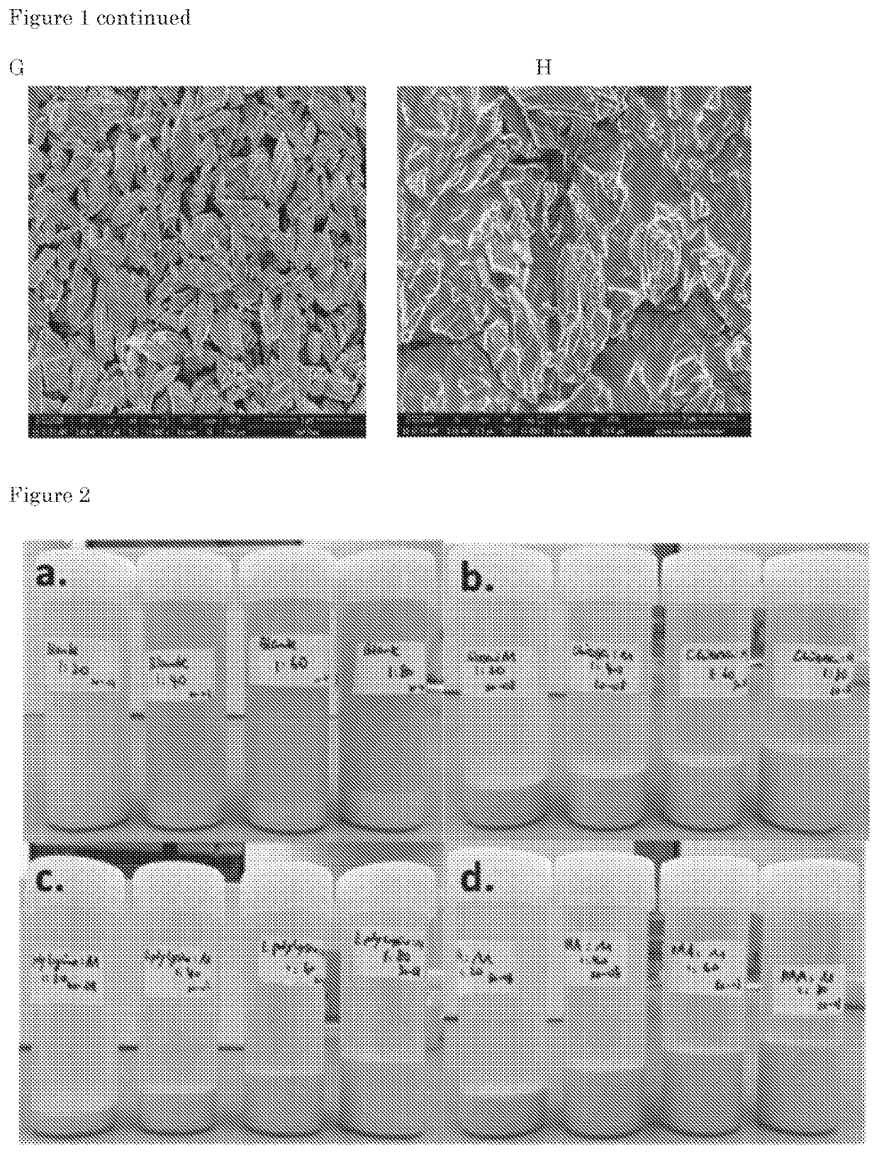 Dithiocarbamate fungicide macromolecular complexes