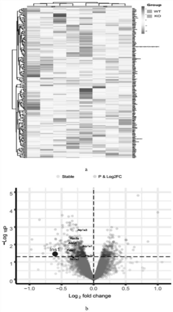 Application of tau protein and genes thereof as drug targets in preparation of drugs for treating diabetes mellitus