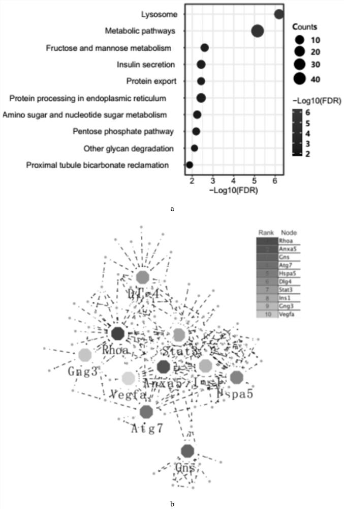 Application of tau protein and genes thereof as drug targets in preparation of drugs for treating diabetes mellitus