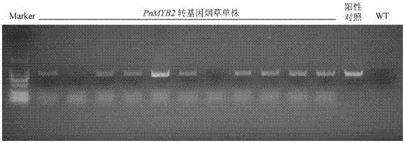 Pseudo-ginseng MYB transcription factor gene PnMYB2 and use thereof