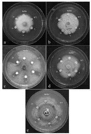 Pseudo-ginseng MYB transcription factor gene PnMYB2 and use thereof