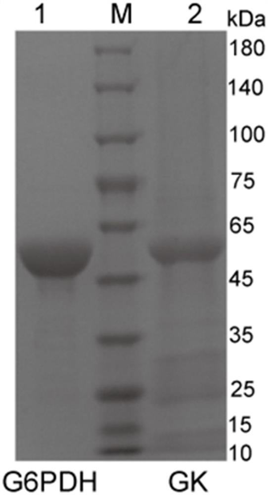 Bifidobacterium longum 070103 with effects of remarkably reducing blood sugar and blood fat by targeting glucokinase and application of bifidobacterium longum 070103