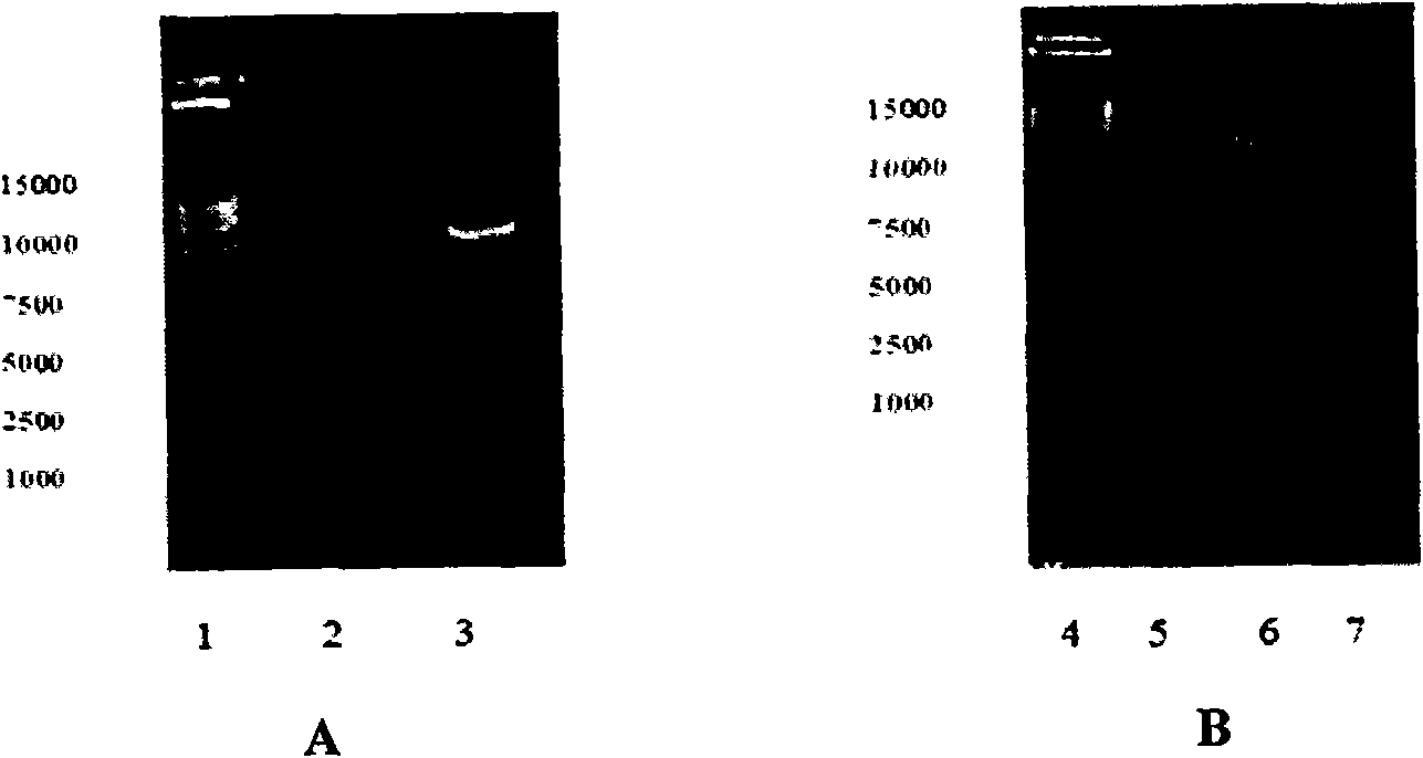 AIDS vaccine of N1L and B8R gene deletion-based vaccinia virus vector