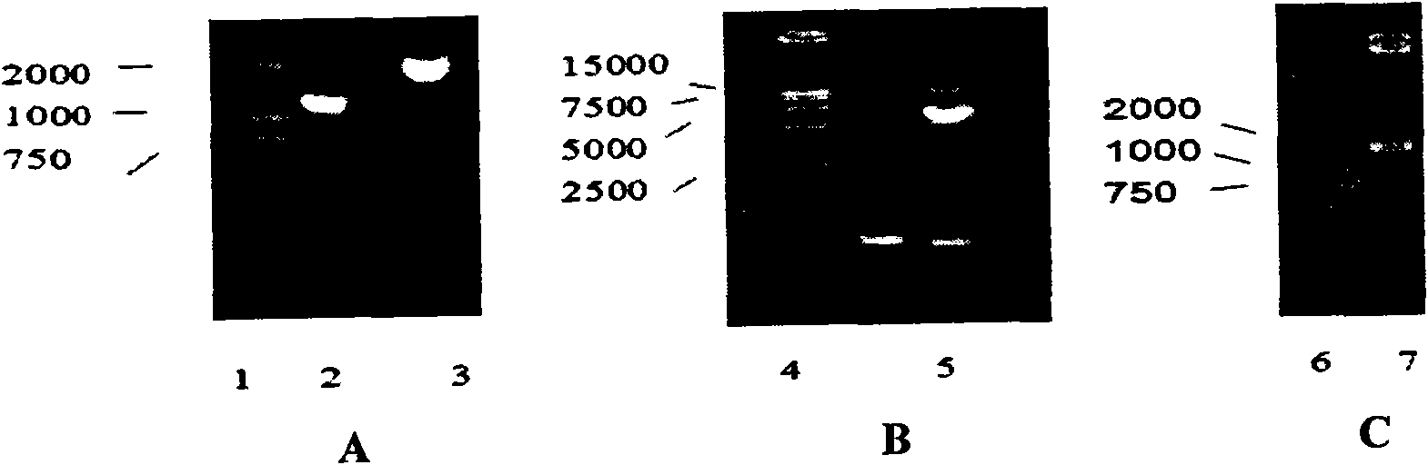 AIDS vaccine of N1L and B8R gene deletion-based vaccinia virus vector