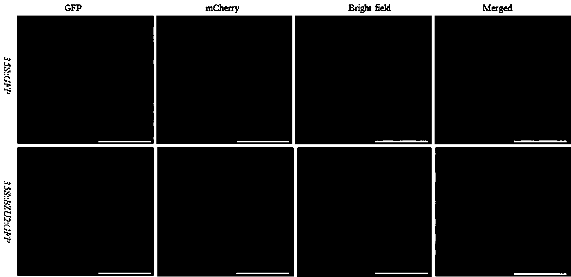 Application of GRMZM2G417164 in stomata development