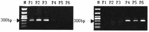 Specific primers and detection method for detecting the single nucleotide mutation of the key gene ntcps2 in tobacco abbitol synthesis