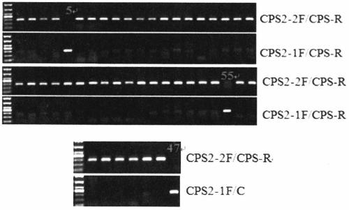 Specific primers and detection method for detecting the single nucleotide mutation of the key gene ntcps2 in tobacco abbitol synthesis