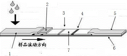 Test strip for testing mycoplasma capricolum subsp.capripneumonia and preparation method of test strip