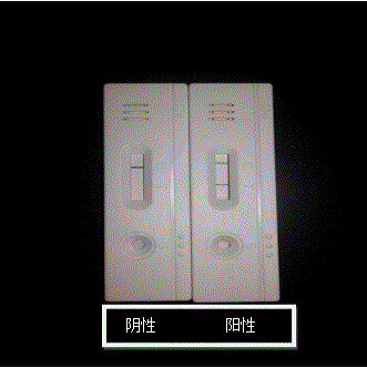 Test strip for testing mycoplasma capricolum subsp.capripneumonia and preparation method of test strip