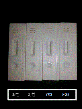 Test strip for testing mycoplasma capricolum subsp.capripneumonia and preparation method of test strip