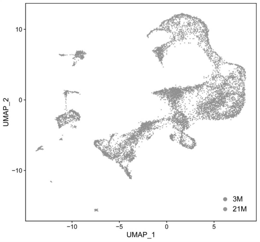 Method for sorting macrophages in testis