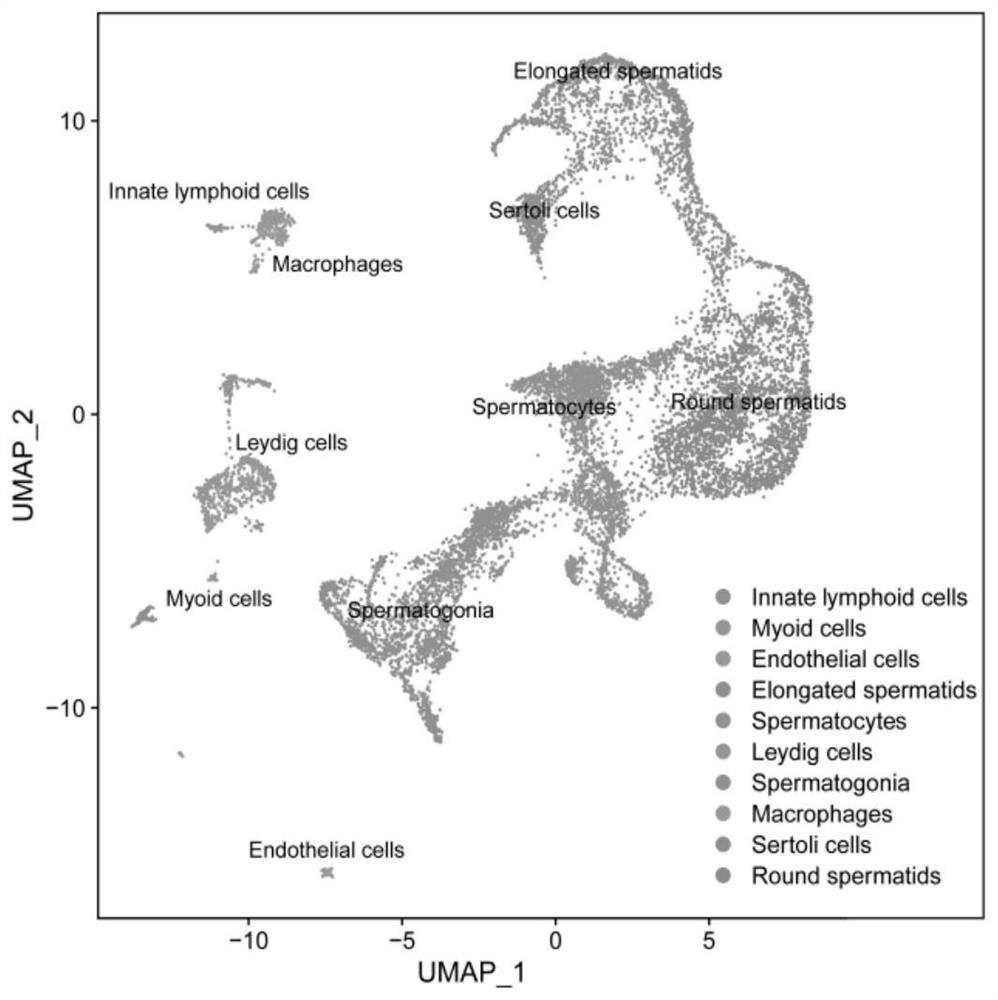 Method for sorting macrophages in testis