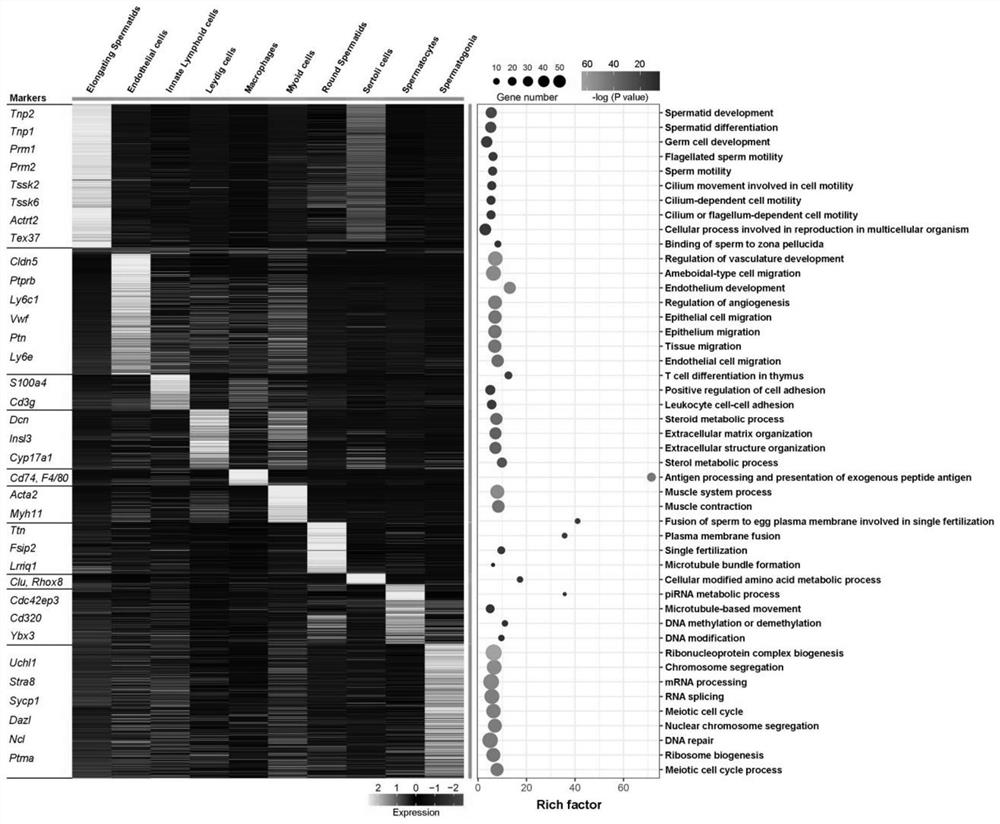 Method for sorting macrophages in testis