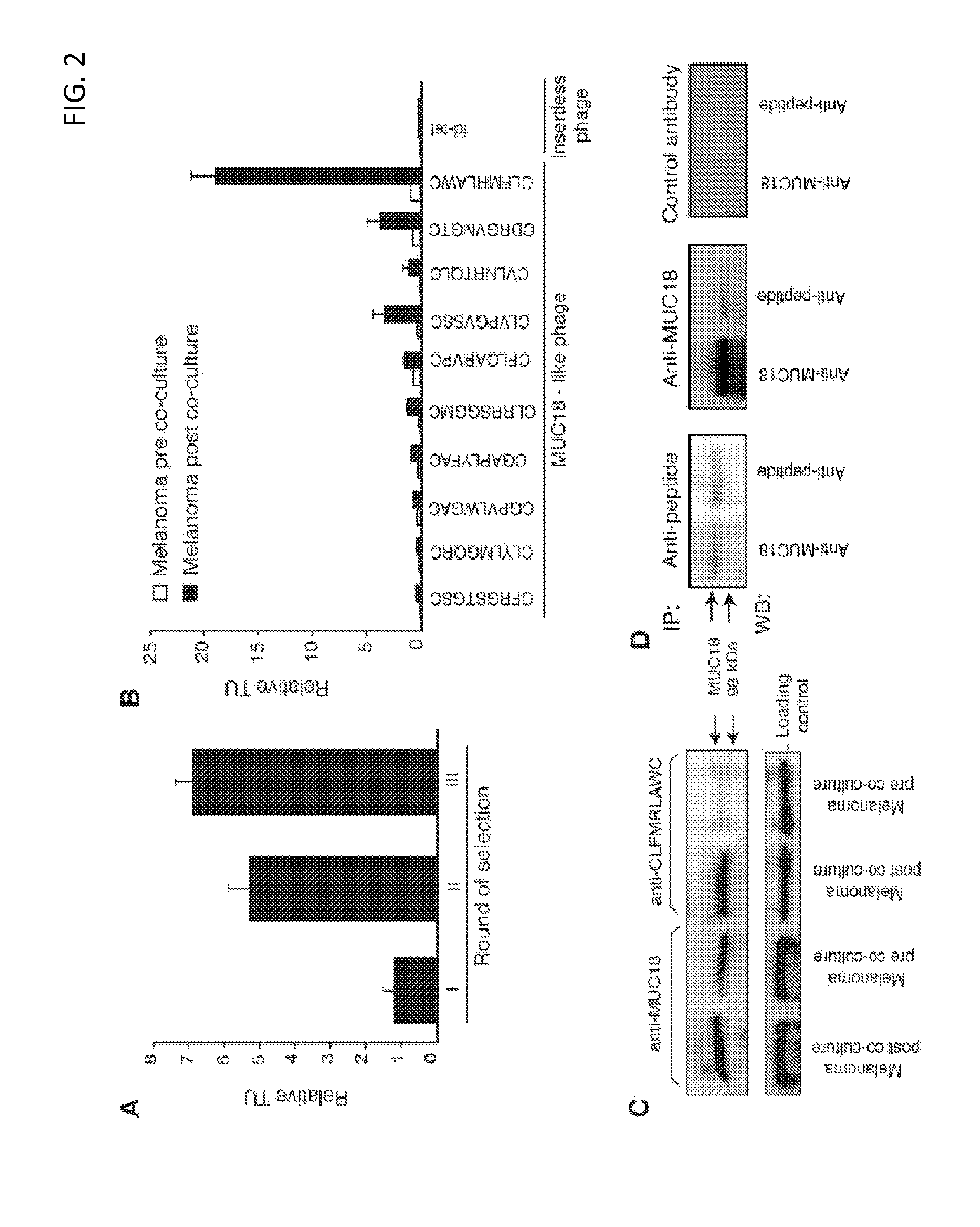 MUC18 targeting peptides