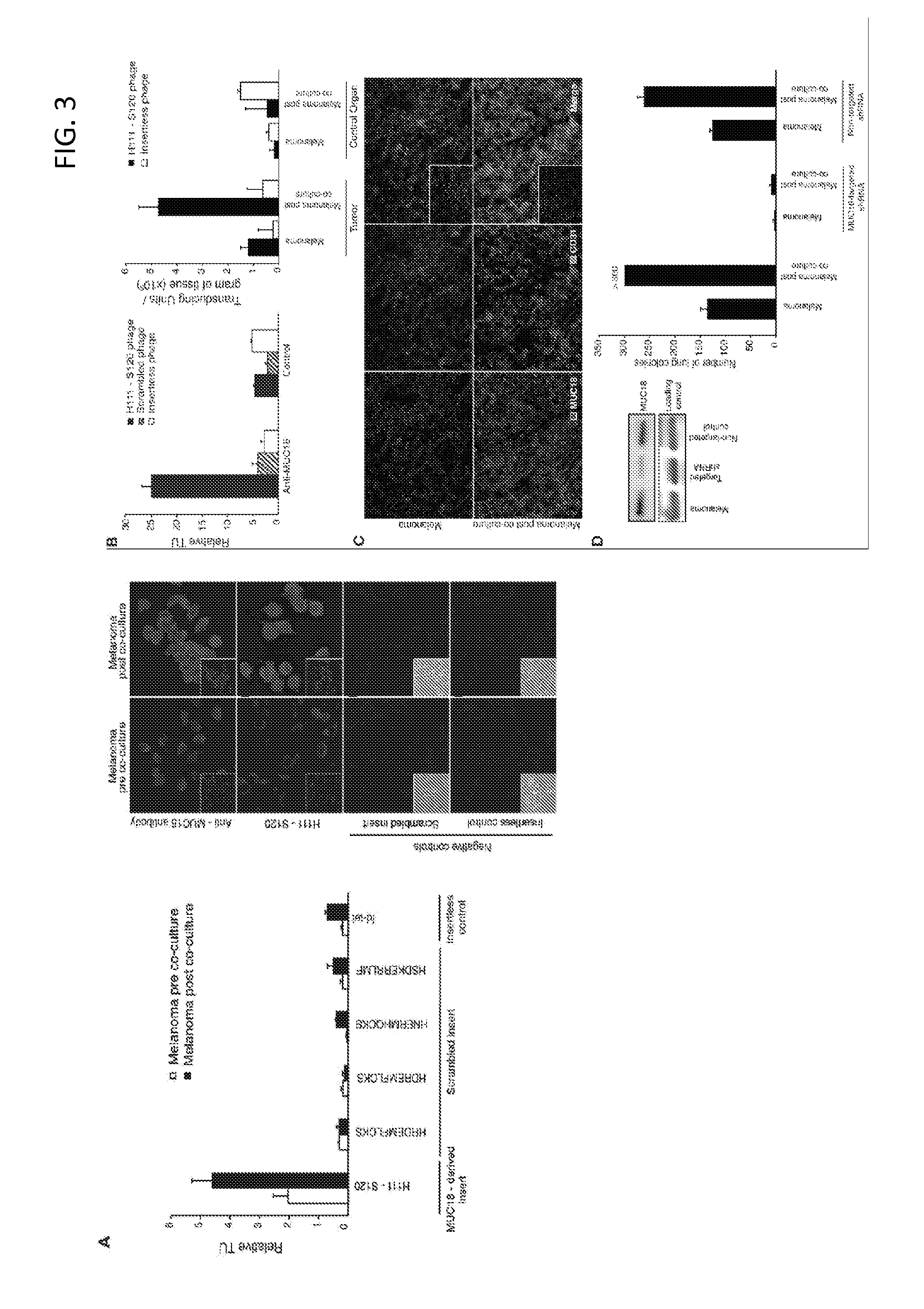 MUC18 targeting peptides