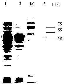 Grass carp reovirus VP35 protein subunit vaccine, preparation method and applications thereof