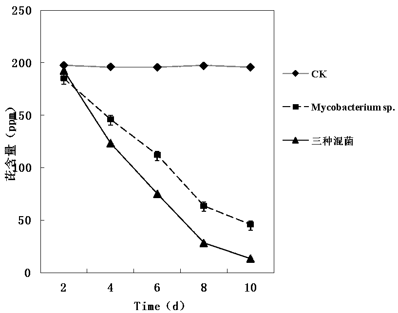 Complex microbial agent capable of efficiently degrading polycyclic aromatic hydrocarbons and application of complex microbial agent