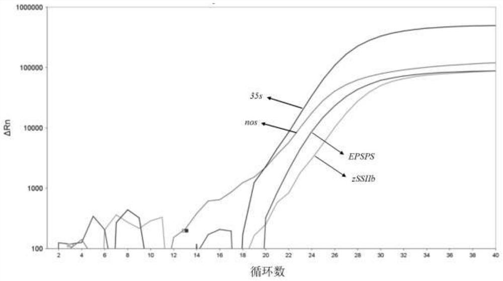 Method for detecting transgenic components of corn by utilizing quadruple real-time fluorescent PCR