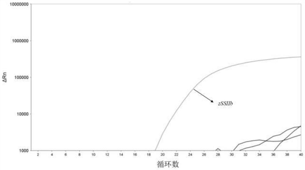 Method for detecting transgenic components of corn by utilizing quadruple real-time fluorescent PCR