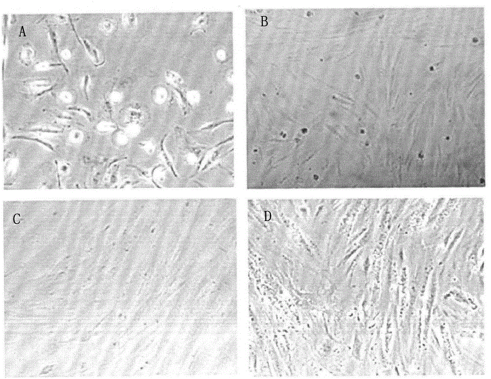 Method for separating and purifying human embryo trophoblast and placental mesenchymal stem cells