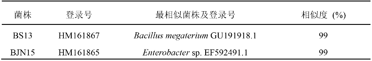 Bio-control combined bacterium agent CB28 admixture for preventing cucumber downy mildew