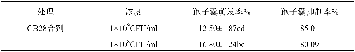 Bio-control combined bacterium agent CB28 admixture for preventing cucumber downy mildew