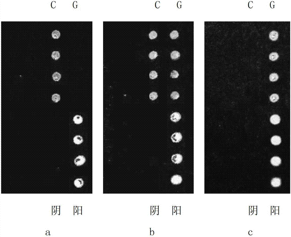 Probe and primer for detecting single nucleotide polymorphism related to chronic periodontitis, and kit thereof