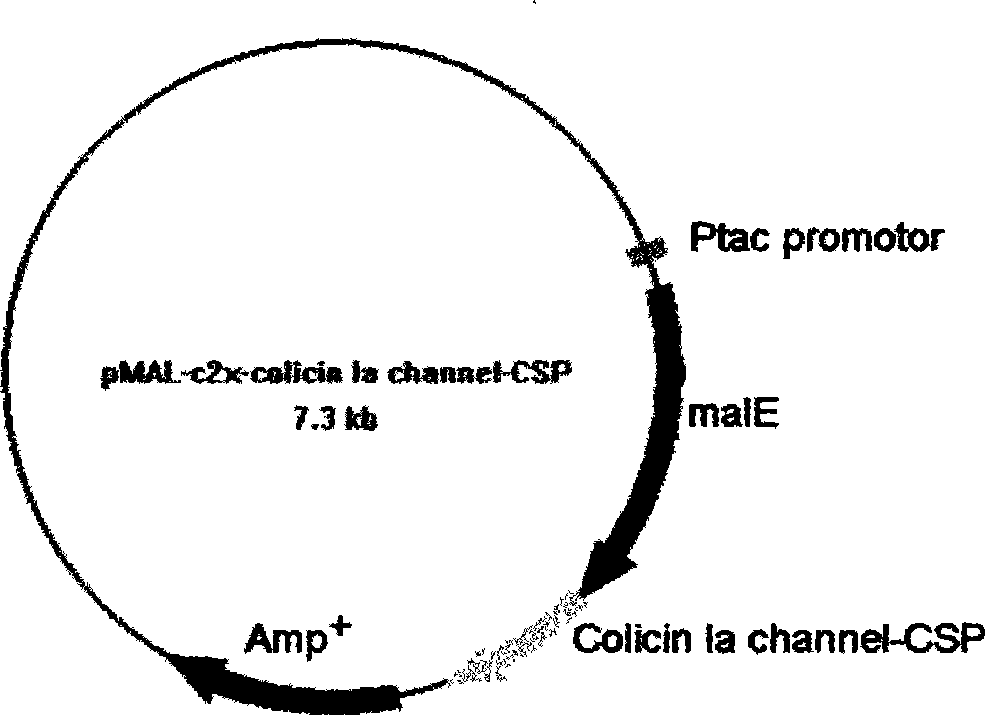 Antivariant streptococcus polypeptide and use thereof and preparation method