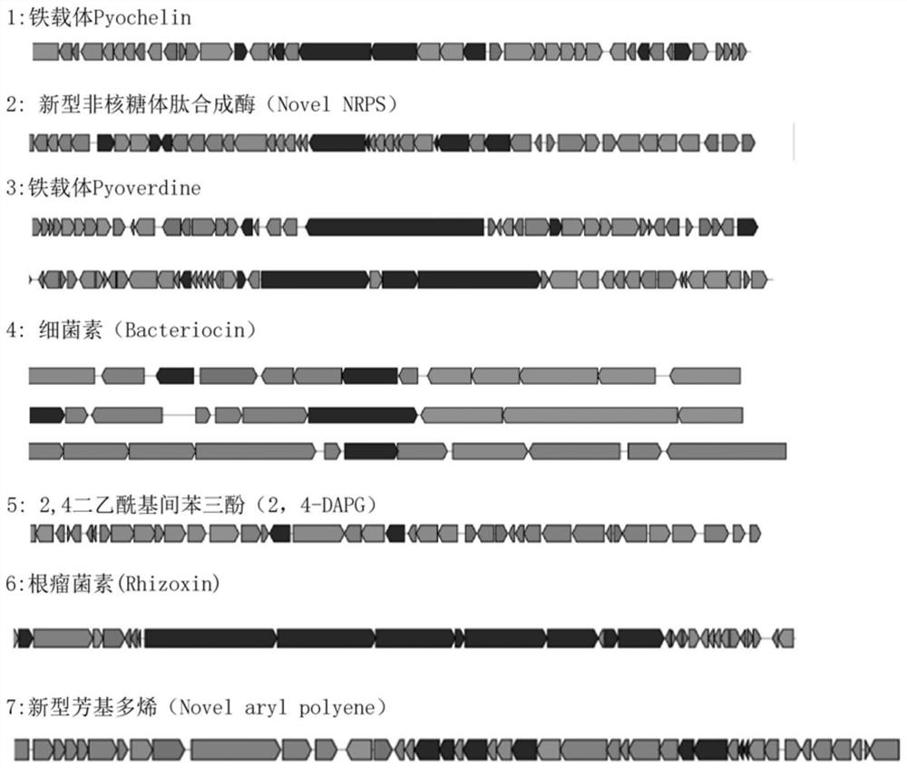 A strain of Pseudomonas fluorescens xy2f4 and its application in the control of crop Verticillium wilt