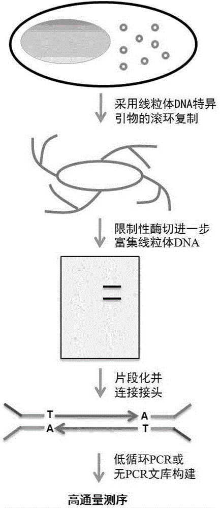 Method for precisely determining high-frequency and low-frequency mutations of mitochondrial DNA (deoxyribonucleic acid) by high-throughput sequencing