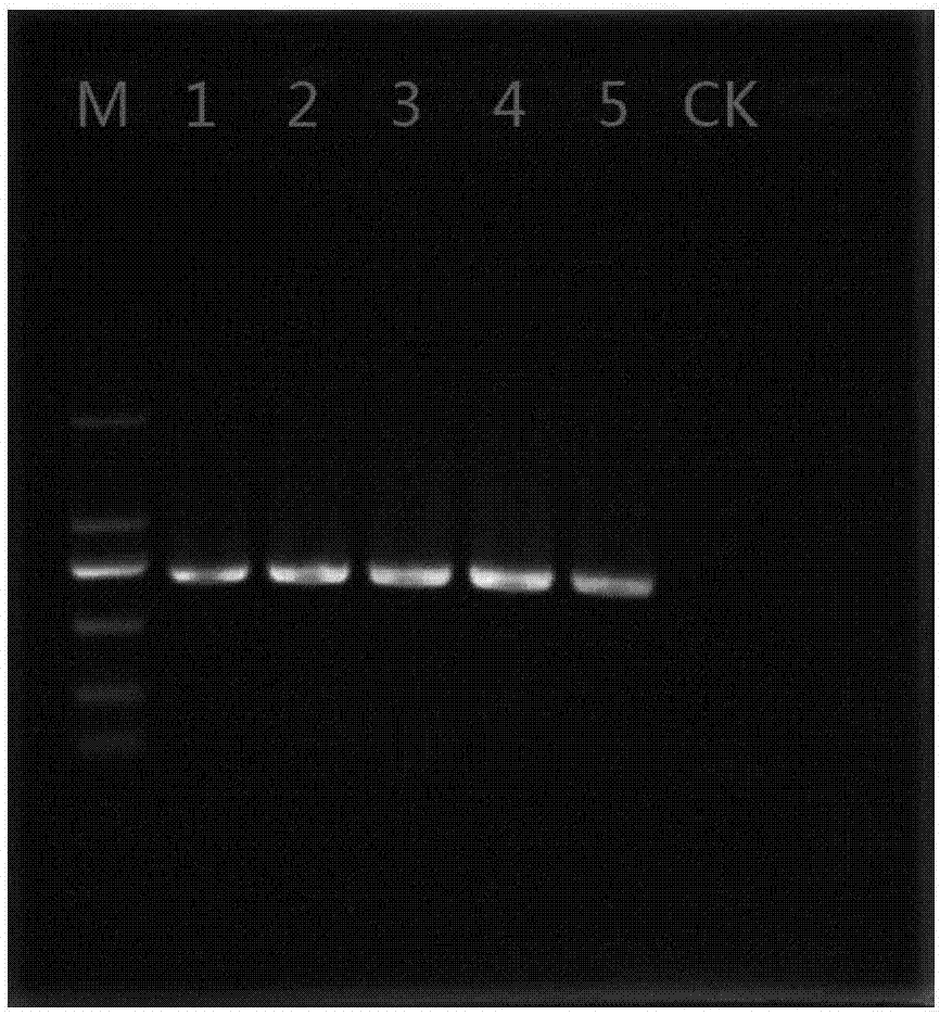 Primer, kit and method for detecting Dendroctonus pseudotsugae Hopkins