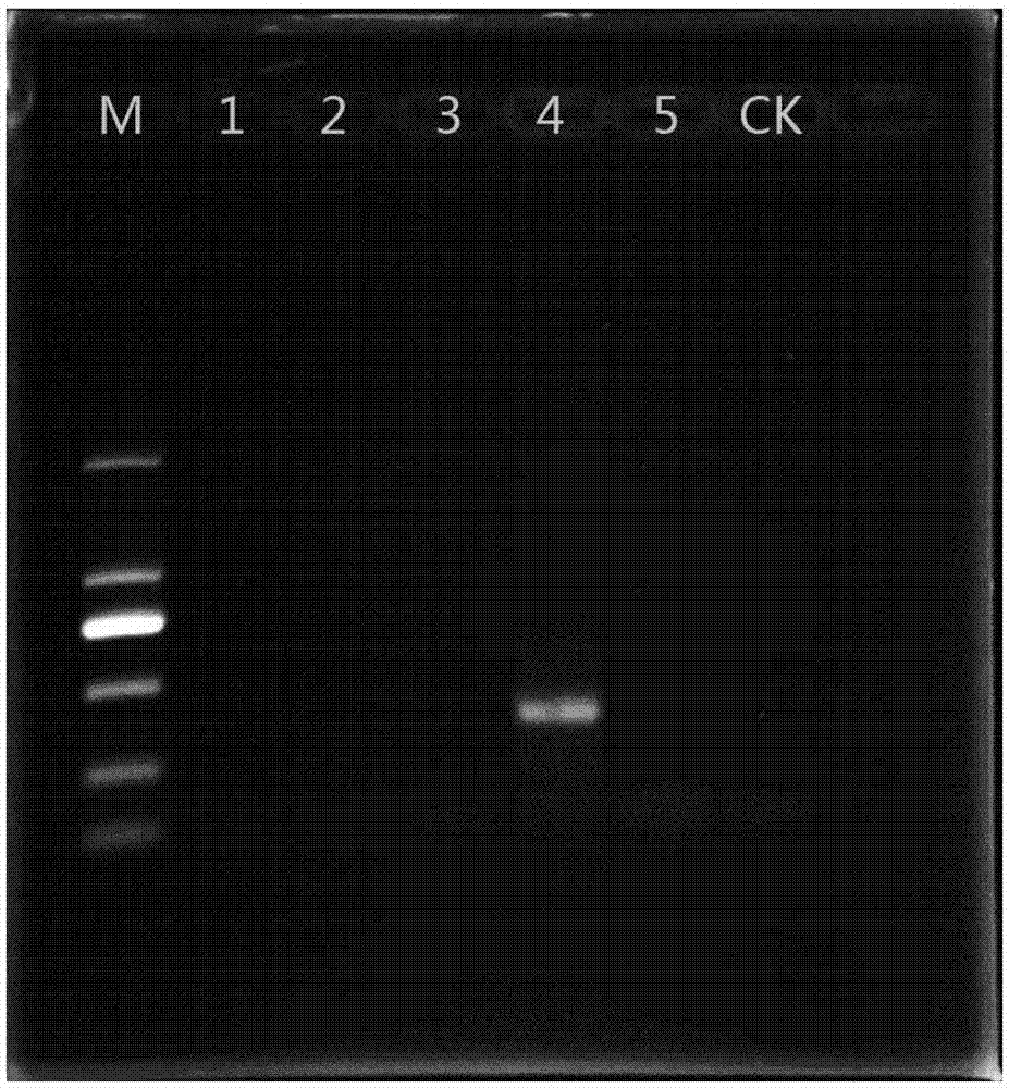 Primer, kit and method for detecting Dendroctonus pseudotsugae Hopkins