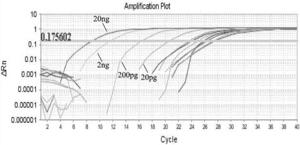 Primer, kit and method for detecting Dendroctonus pseudotsugae Hopkins