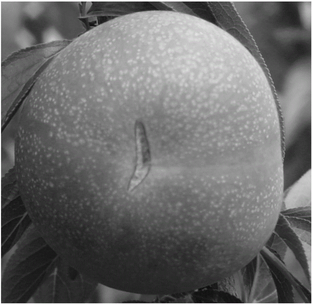 Application of ITS (internal transcribed spacer) sequence as DNA barcode in identifying Jiaxing Zuili (Prunus salicina lindl.) and identifying method