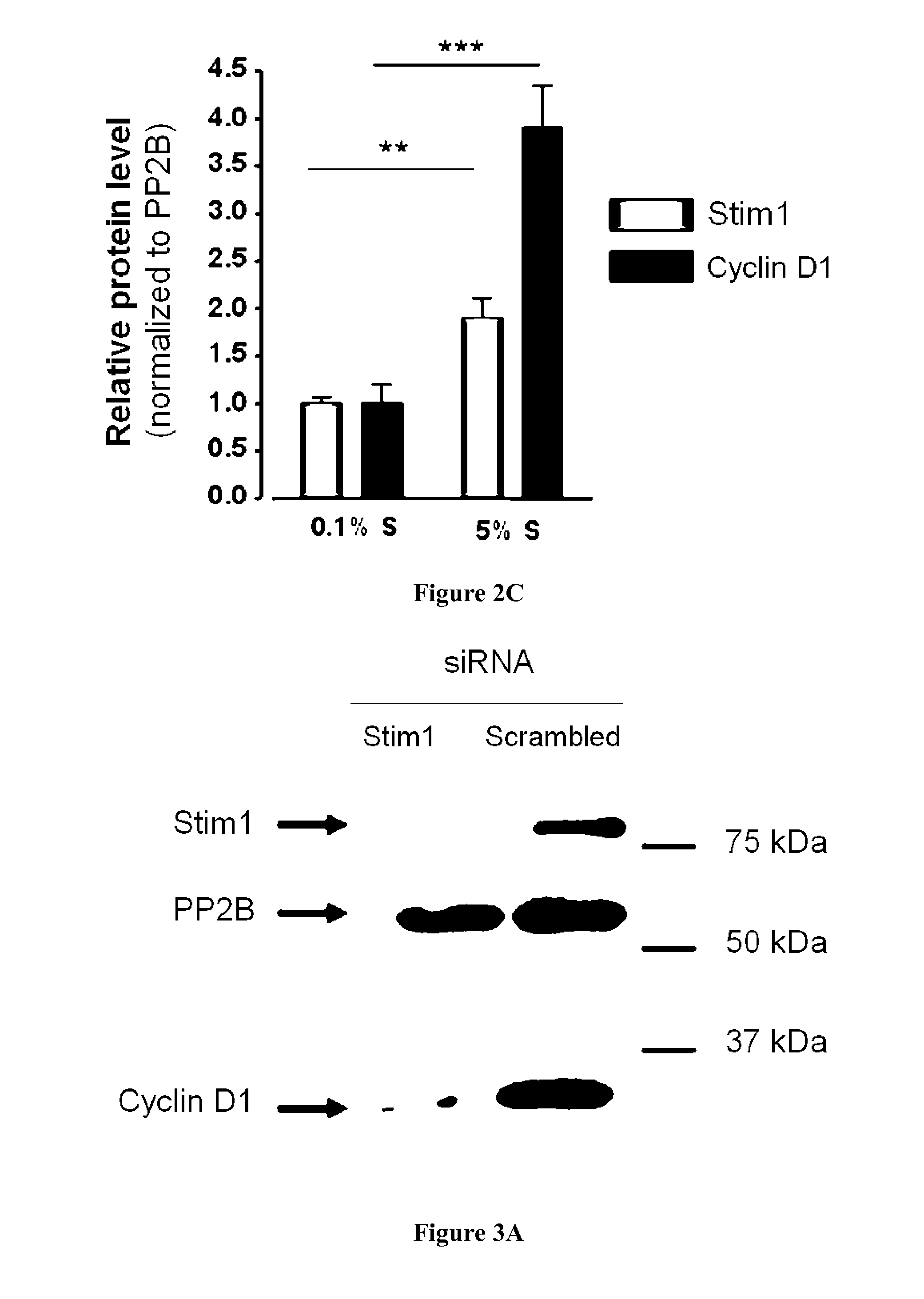 Inhibitors of stim1 for the treatment of cardiovascular disorders