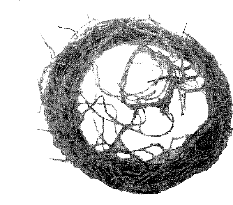 Sweet-potato isolated culture adventitious-root germination method and use thereof