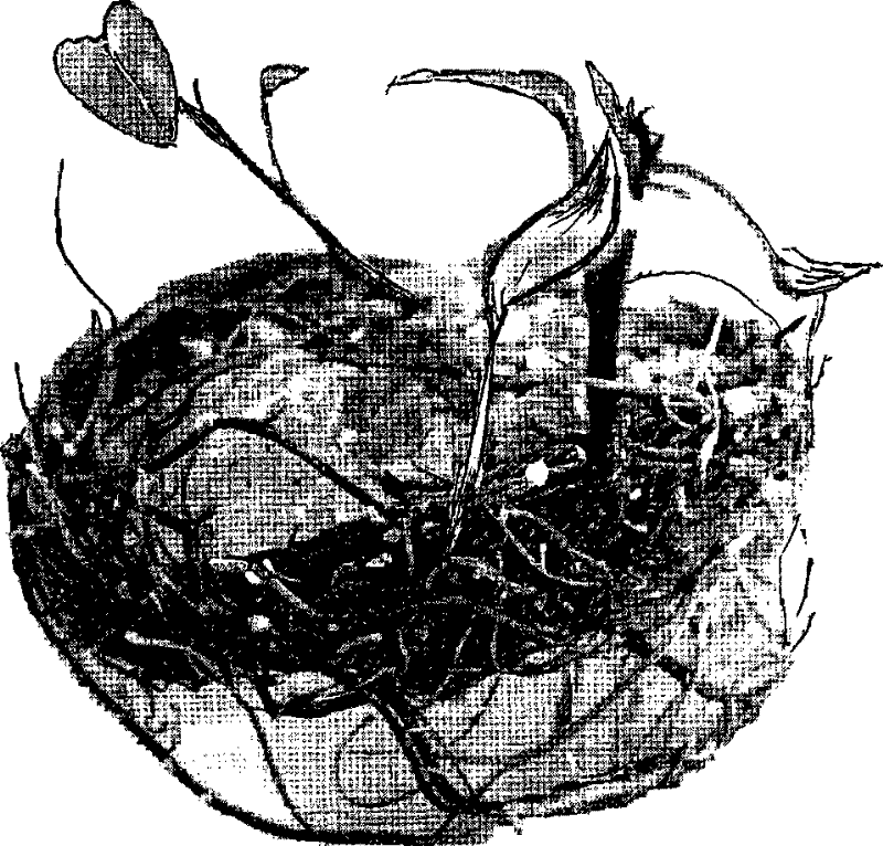 Sweet-potato isolated culture adventitious-root germination method and use thereof