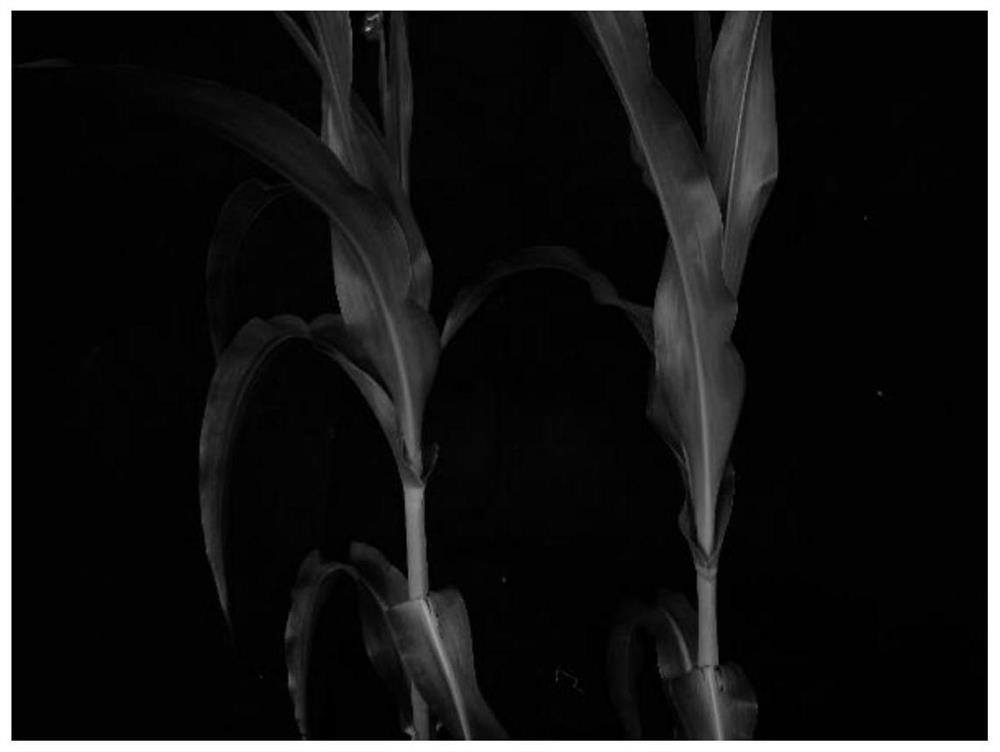 A kind of maize bm1 gene mutant and the molecular marker and application of the gene