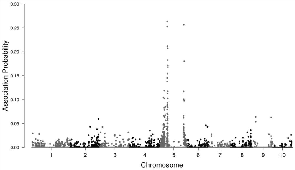 A kind of maize bm1 gene mutant and the molecular marker and application of the gene