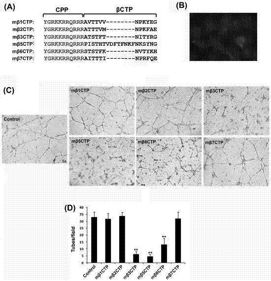 Application of integrin intracellular peptide sequences to inhibiting neovascularization