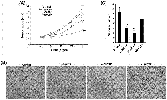 Application of integrin intracellular peptide sequences to inhibiting neovascularization