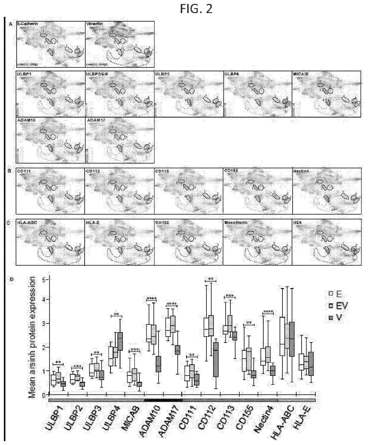 Methods for diagnosis, prognosis, and treatment of cancer