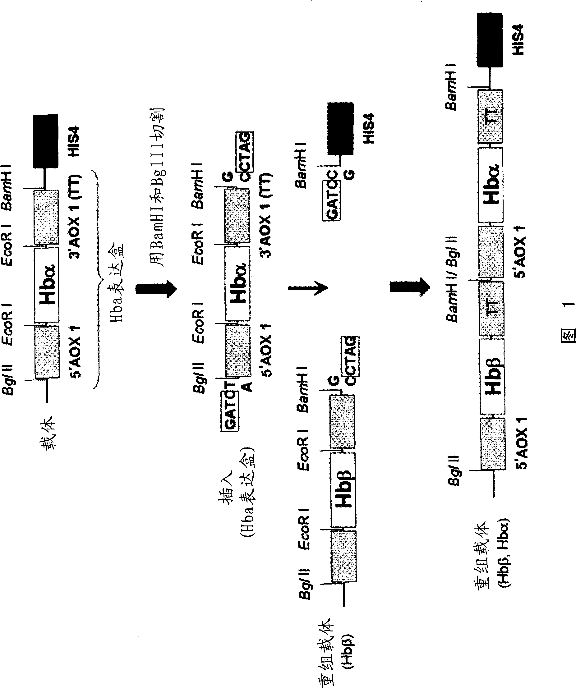 Preparation of recombinant human hemoglobin with pichia stipitis