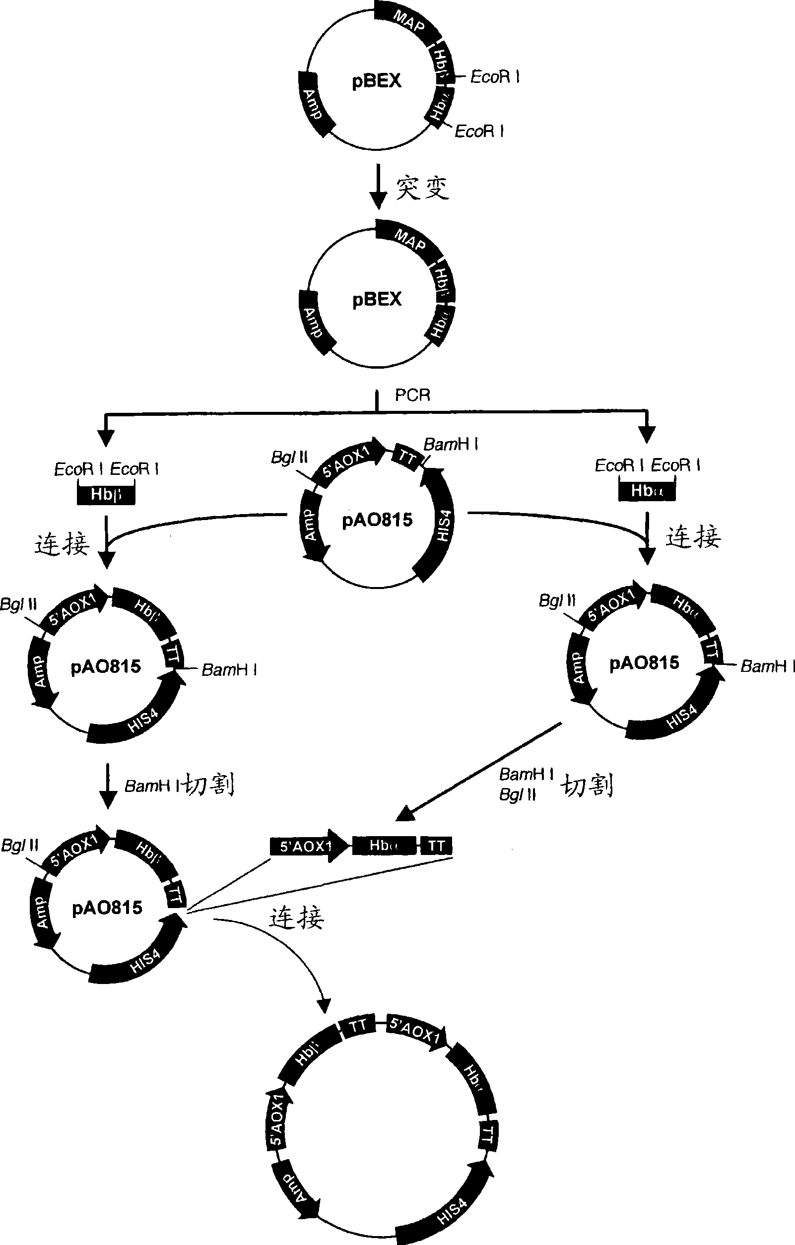 Preparation of recombinant human hemoglobin with pichia stipitis