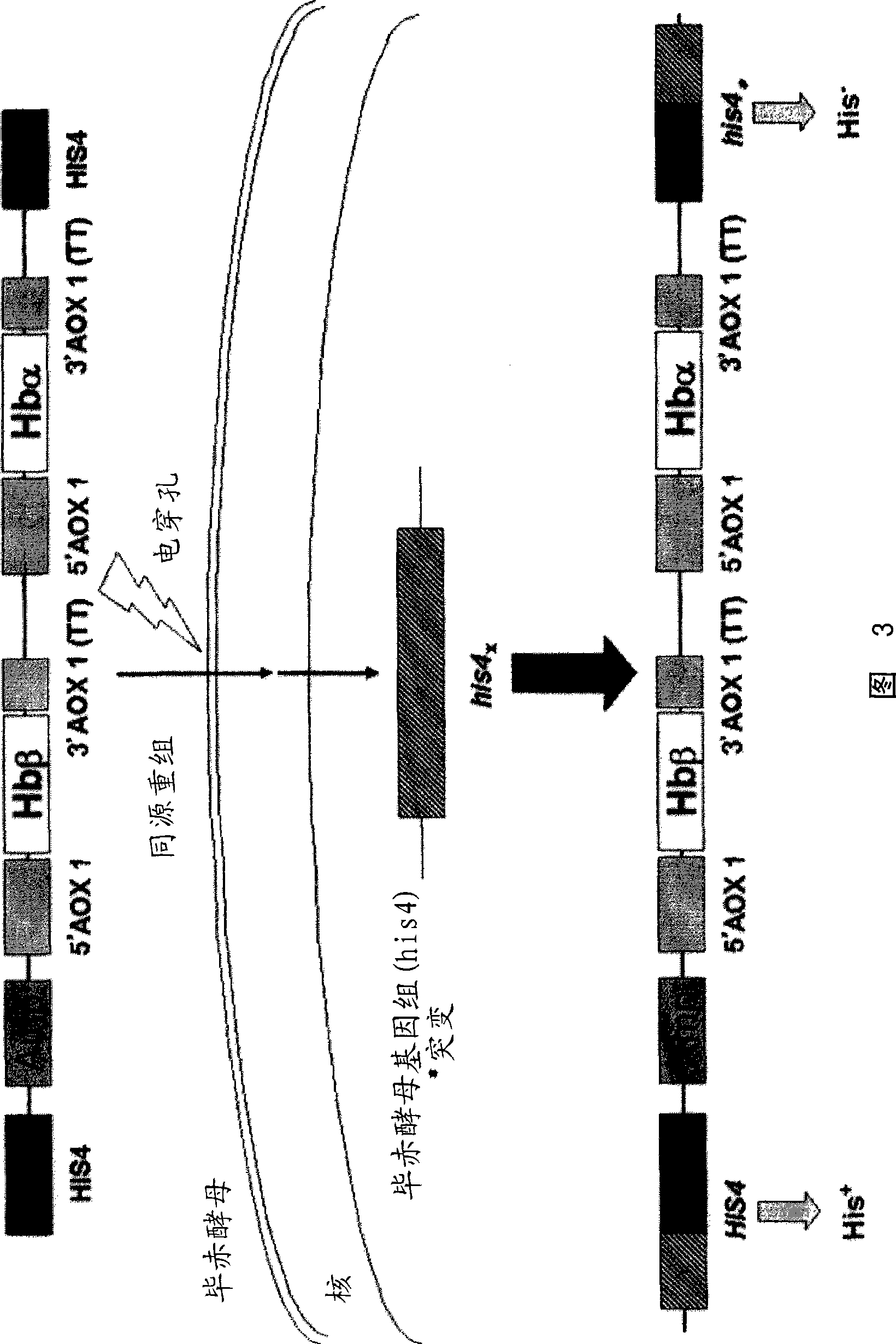 Preparation of recombinant human hemoglobin with pichia stipitis