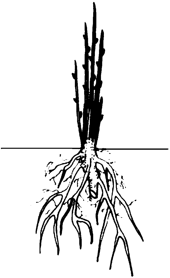 Method for promoting gingko compound stem generation