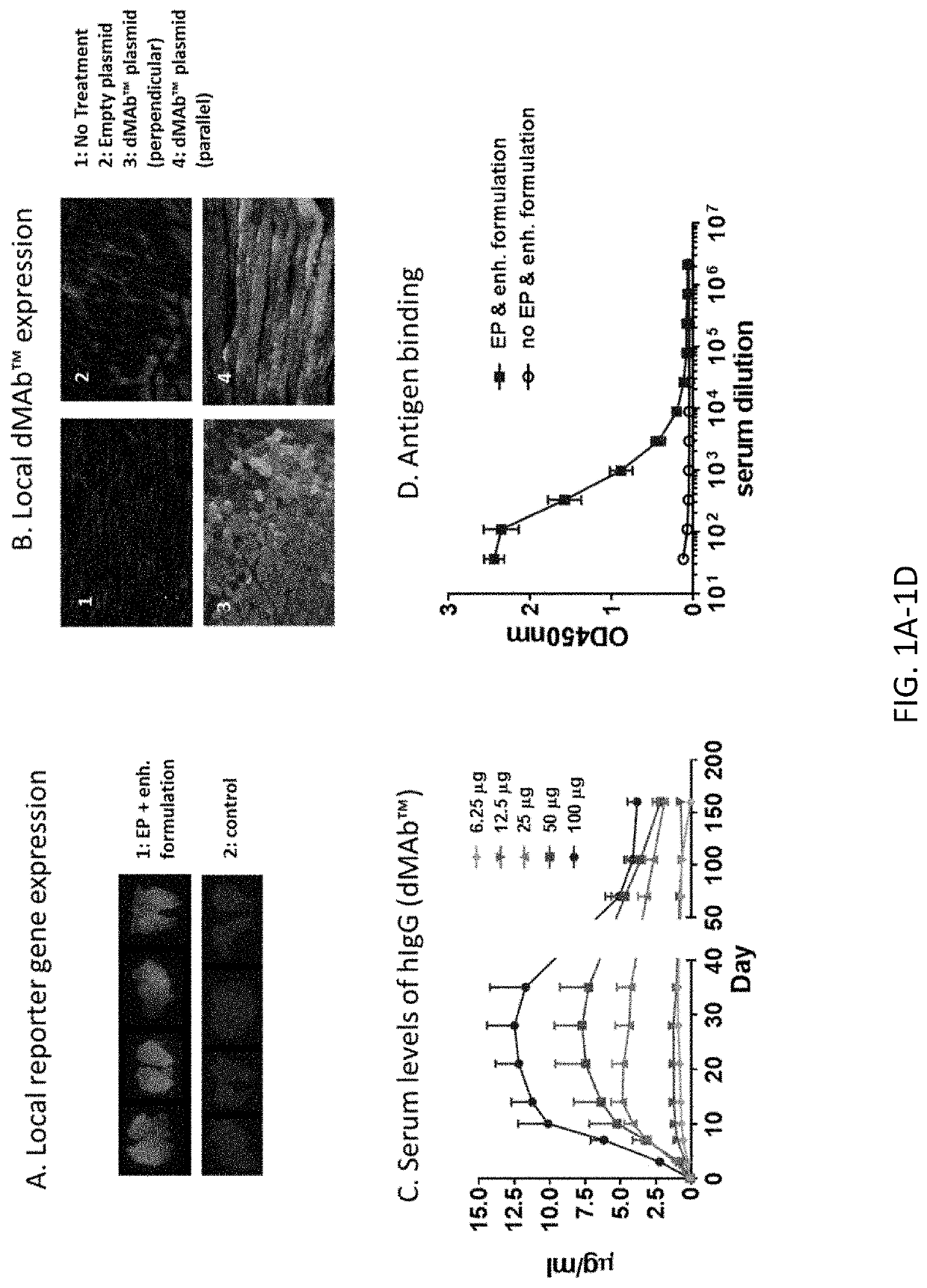 DNA antibody constructs for use against middle east respiratory syndrome coronavirus