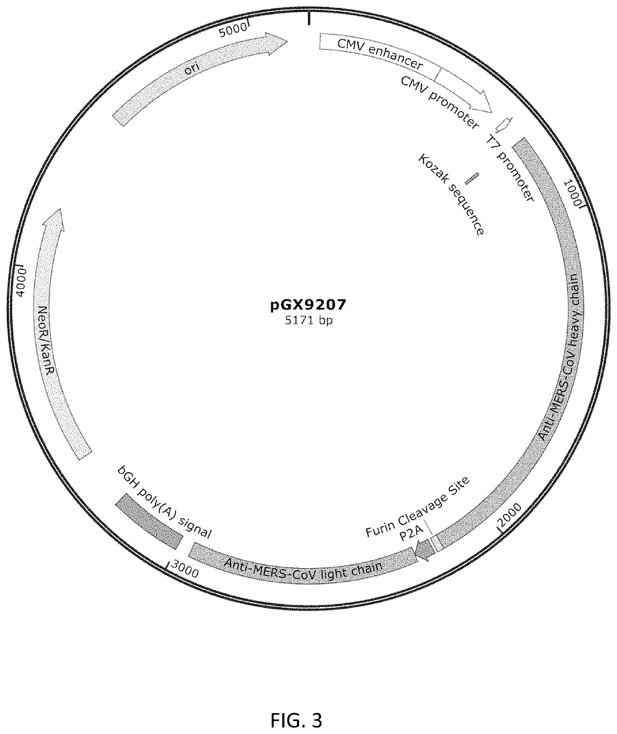 DNA antibody constructs for use against middle east respiratory syndrome coronavirus