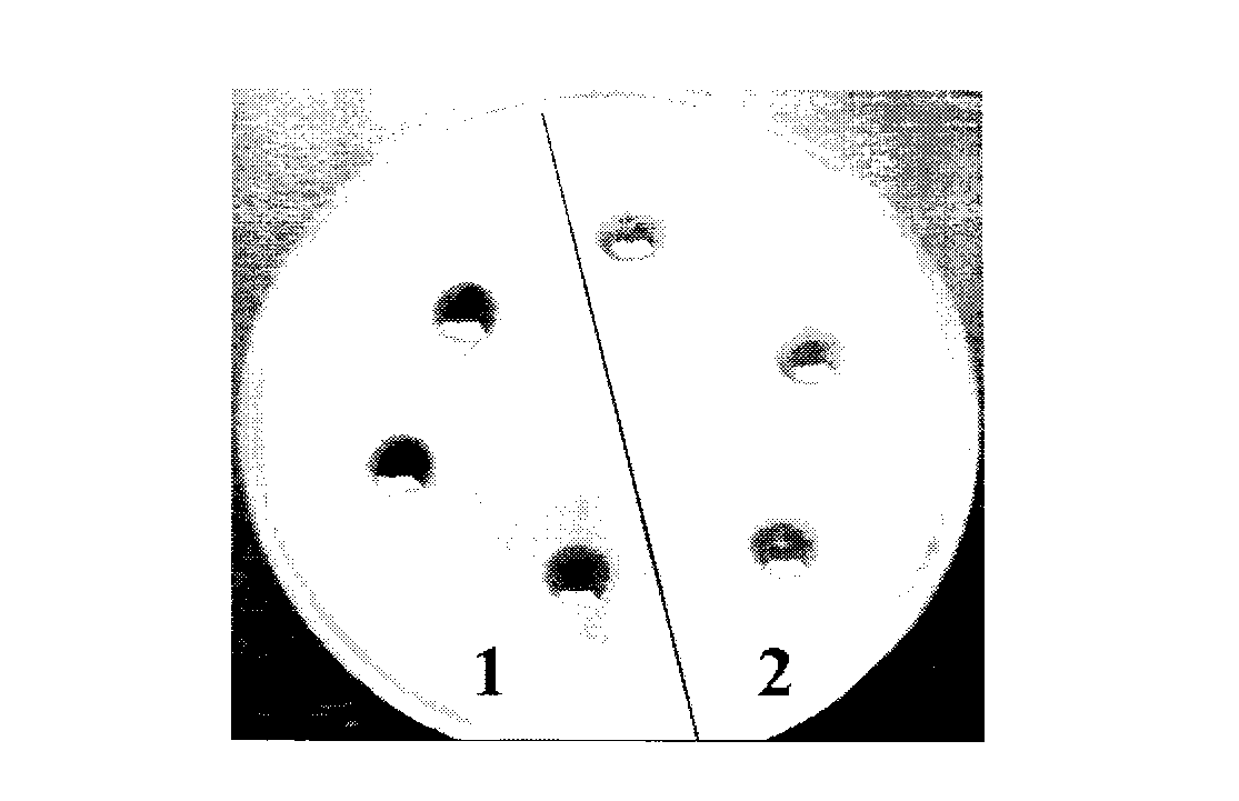 Botanical fungicide for controlling potato ring rot and preparation method thereof