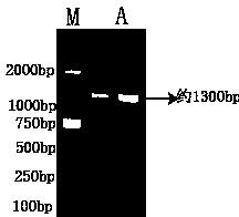 Pseudorabies virus GE gene major antigen-epitope region recombinant protein preparation and colloidal-gold immunochromatographic strip